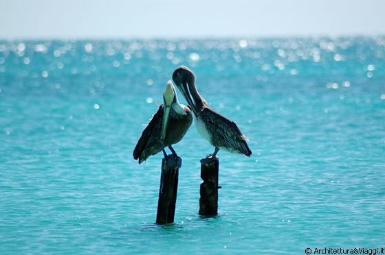DOS MOSQUISES SUR - I pellicani, che romanticoni!