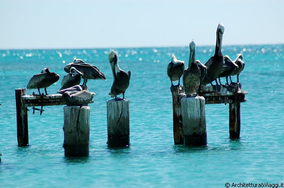 DOS MOSQUISES SUR - I pellicani sono una continua attrazione nell'arcipelago