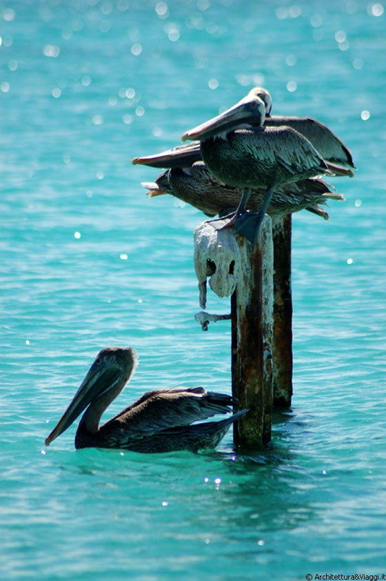 DOS MOSQUISES SUR - Francesco non rinuncia ad immortalare i pellicani, cercando una foto davvero poetica