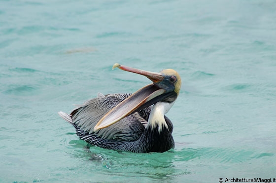 MADRIZQUI' - Ciao signor Pellicano, cosa hai da dire?