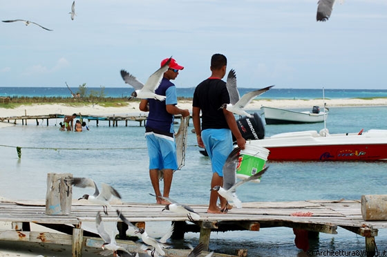 CAYO PIRATA - Mentre i pescatori sono intenti a gettare le reti e a riporre i pesci nei secchi, le gabbianelle arrivano in gruppo in cerca di cibo - sono proprio ghiotte!