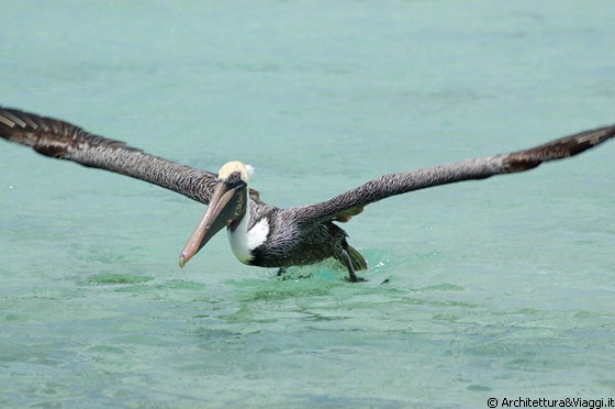 CAYO PIRATA - Il pellicano possiede sulla gola una grande tasca