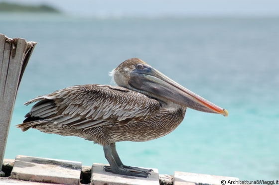 CAYO PIRATA - Che bel profilo, signor pellicano!