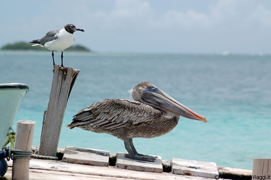 CAYO PIRATA - Il pellicano e la gabbianella