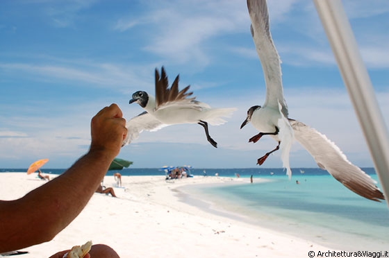 LOS ROQUES - Ultime ore a Madrisquì: potevamo rinunciare all'appuntamento quotidiano con le gabbianelle?