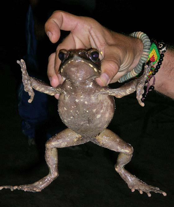 CAMPAMENTOS AL SALTO ANGEL - Dopo cena questo grosso ranocchio attraversa il nostro campamentos