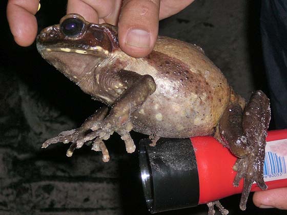 SALTO ANGEL - Che bel ranocchio, non temete è stato liberato - grazie Davide di Milano per averci inviato queste foto
