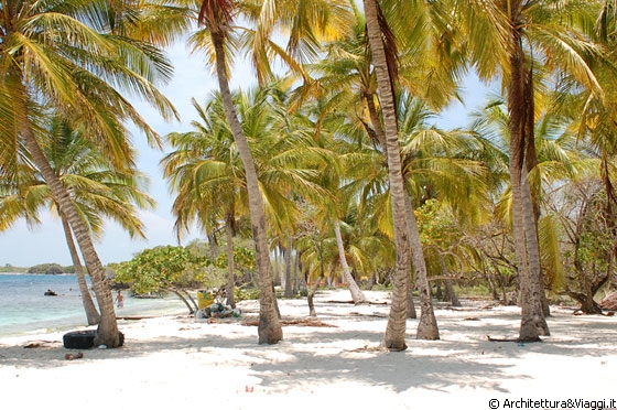 PLAYUELA - Alte palme da cocco da far invidia anche a Los Roques