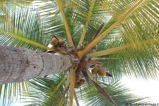 BOCA SECA - Stesi sulla sabbia le palme sembrano ancora più alte