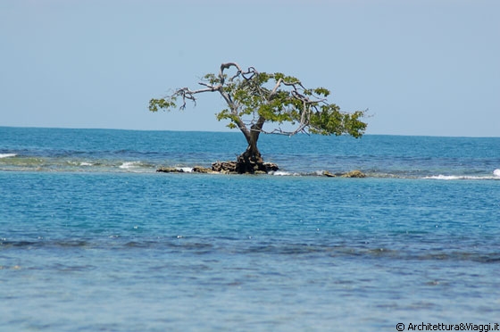 PLAYUELA - Alberi e cespugli emergono tra le rocce del mare quasi fossero un miraggio