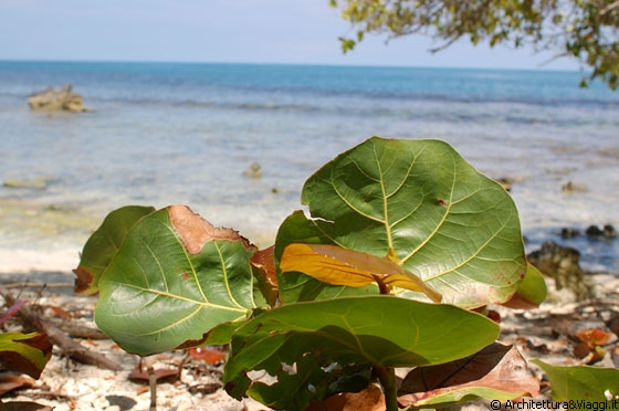 PLAYUELA - Non peredetevi la visita dei cayos e delle spiaggie vicine più a Tucacas