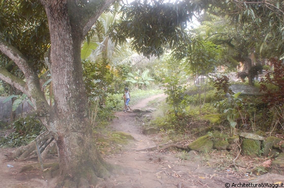 PARQUE NACIONAL HENRI PITTIER - Verso Puerto Colombia