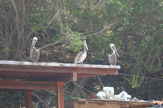 PUERTO COLOMBIA - I Pellicani, anche qui assoluti protagonisti