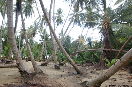 PLAYA CEPE - La zona deve essere piuttosto ventosa - lo si vede dall'andamento delle palme