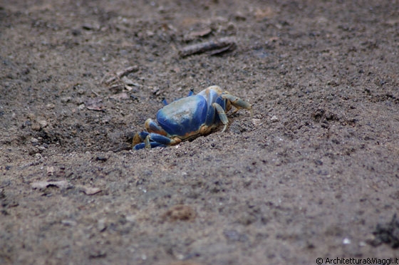 PLAYA CEPE - Nel palmeto c'erano moltissimi granchi di questa strana colorazione sul blu - appena sentivano i passi correvano a nascondersi