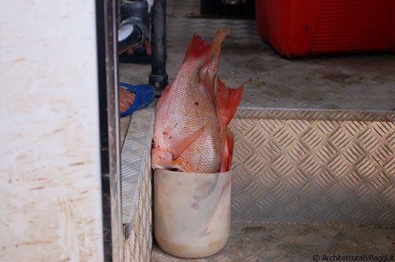 VERSO CHUAO - Ciack, pesce fresco!