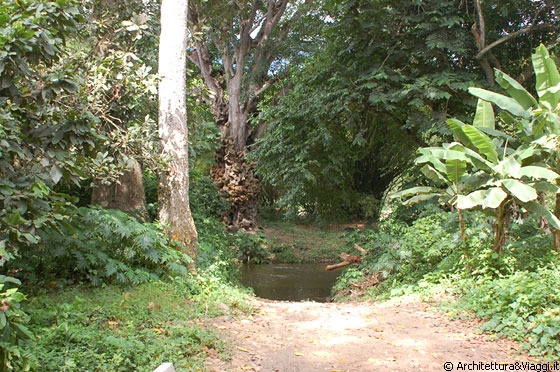 PARQUE NACIONAL HENRI PITTIER - Verso Chuao - durante la sosta siamo incuriositi dal fusto di questo grande albero