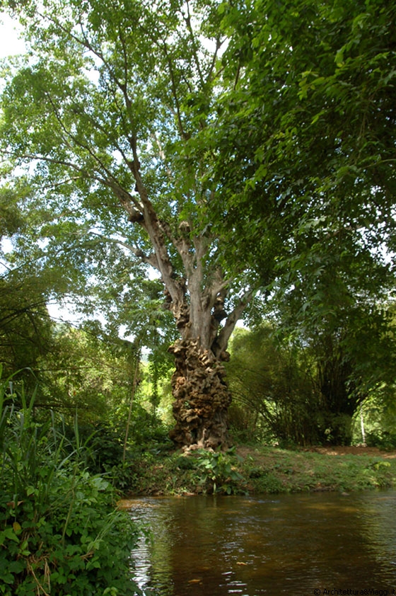 VERSO CHUAO - Che fortuna! Non avremmo mai potuto notare questo grande albero se la strada non fosse stata interrotta