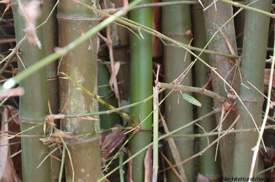 CHUAO - Canne di bamboo - il bamboo è presente in molte zone del parco