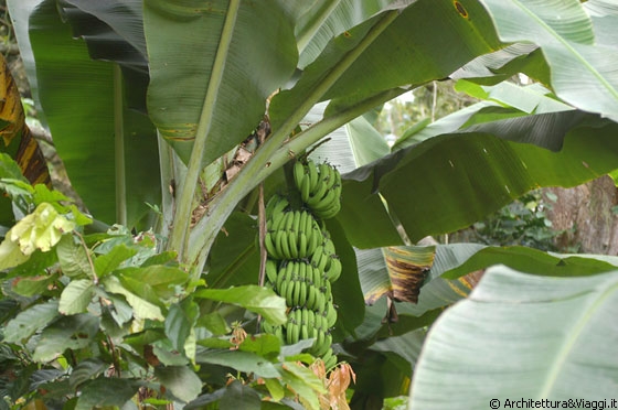 CHUAO - Oltre alle piantagioni di cacao ci sono anche numerosi alberi di banano