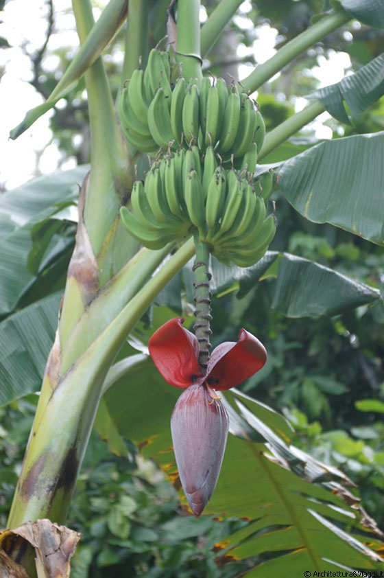 CHUAO - Fior di banano