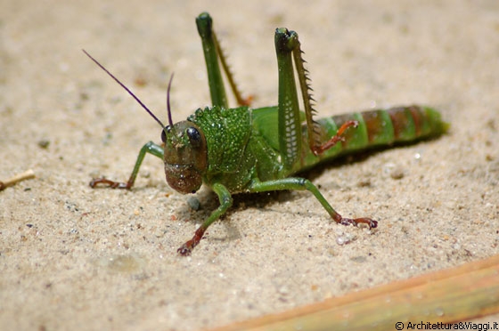 CHUAO - Sul sentiero lungo il fiume incontriamo questa bella cavalletta e non possiamo non fotografarla