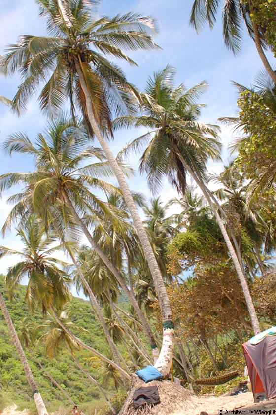 PARCO NAZIONALE HENRI PITTIER - L'alto palmeto di Playa Grande - stesi sulla sabbia queste palme sembrano ancora più alte!