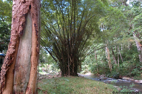 PARQUE NACIONAL HENRI PITTIER - Il parco va dalla Cordillera de la Costa fino alla costa caraibica a nord