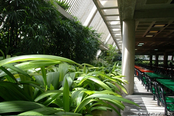UCV CARACAS - Mensa Universitaria - piano seminterrato: il perimetro dell'edificio con le piante rampicanti e a foglie larghe e l'effetto della luce solare crea un piacevole effetto di 