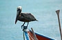 GRAN ROQUE. Il pellicano adagiato su una barca aspetta con pazienza il suo cibo quotidiano che qui certo non manca