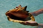 FRANCISQUISES. Non temete per questo splendido esemplare di Strombus Gigas (Botuto or Guarura): dopo averlo fotografato lo abbiamo riposato in mare