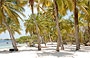 PLAYUELA. Alte palme da cocco da far invidia anche a Los Roques