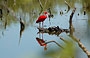 PARCO NAZIONALE MORROCOY. Accesso da Tucacas - la laguna di Cayo Punta Brava con l'ibis rosso (o ibis scarlatto)