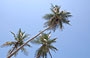 PLAYA GRANDE. Alte palme si stagliano contro il cielo terso