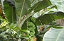 CHUAO. Oltre alle piantagioni di cacao ci sono anche numerosi alberi di banano