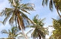 PARCO NAZIONALE HENRI PITTIER. L'alto palmeto di Playa Grande - stesi sulla sabbia queste palme sembrano ancora più alte!