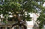 UCV CARACAS. Maternidad, scultura in bronzo di Baltasar Lobo - Sala da Concerti