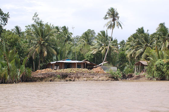 DA SAIGON AL DELTA DEL MEKONG - Piccoli insediamenti e baracche si intravedono tra le alte palme