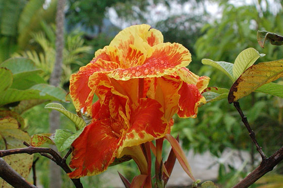 JUNGLE BEACH - I bellissimi fiori del Resort