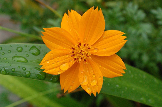 JUNGLE BEACH - Fiori dai colori intensi e vivaci enfatizzati dalla pioggia 