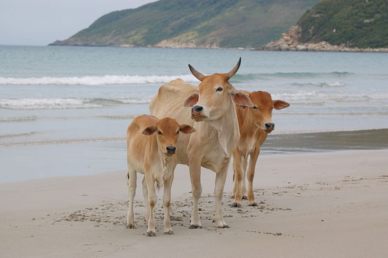 DINTORNI DI NHA TRANG - Jungle Beach: mucche in spiaggia