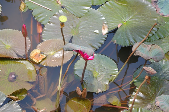 DINTORNI DI HUE' - Tomba di Tu Duc: fior di loto nelle acque del Lago Luu Khiem