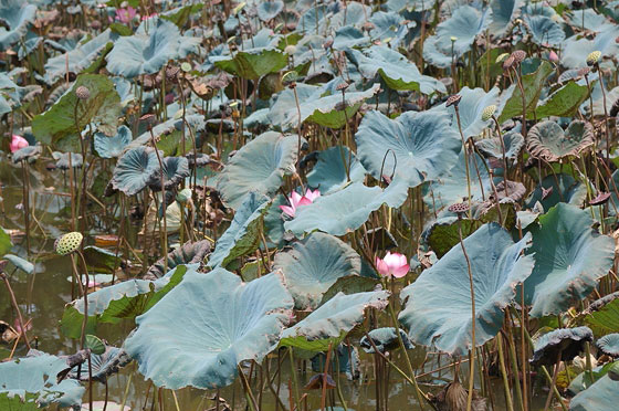 DINTORNI DI HUE' - Tomba di Tu Duc: ninfee nel lago Luu Khiem