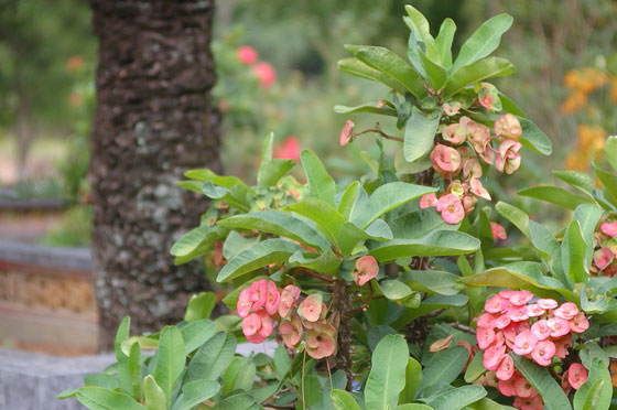 DINTORNI DI HUE'  - Tomba di Minh Mang: fiori colorati