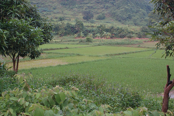 PARCO NAZIONALE DI CAT BA - Risaie