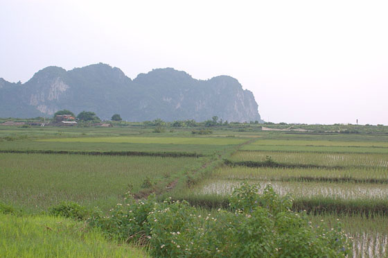 ISOLA DI CAT BA - Le risaie nei pressi della fascia costiera