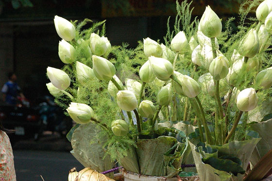HANOI - Girovaghiamo per le strade del Quartiere Vecchio e rimaniamo colpiti da questa composizione di fior di loto