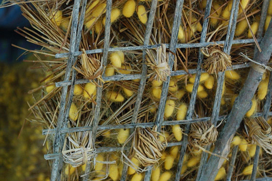 PAGODA DEI PROFUMI - Bachi da seta