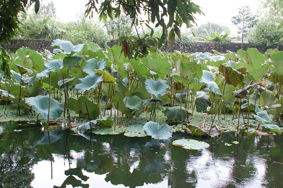 HOA LU - Piante acquatiche nello stagno del Tempio Le Dai Hanh 
