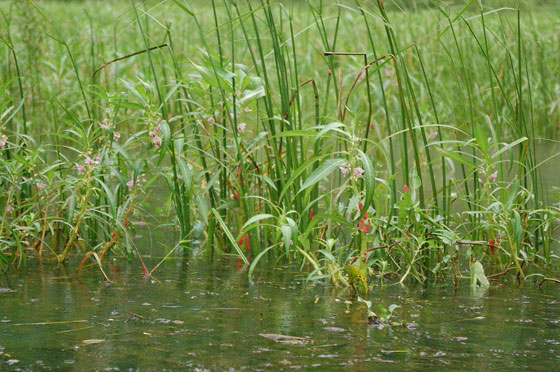 TAM COC - Colorate pianticelle a mollo